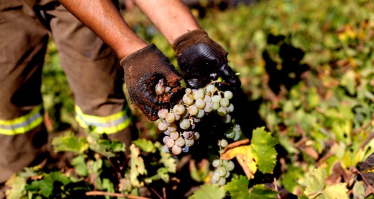 Empresarios remarcan preocupación por escasez de buques y que priorizarán exportar la uva de mesa