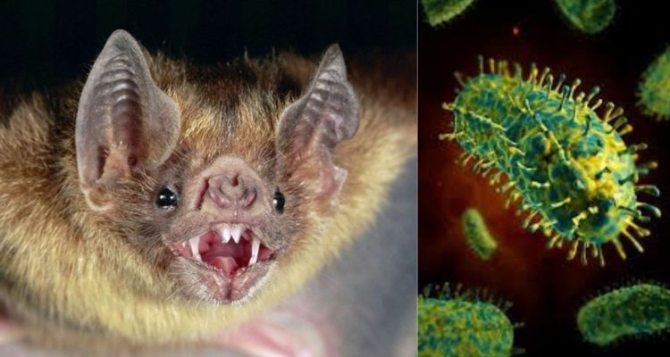 Qué es y cómo se transmite la rabia