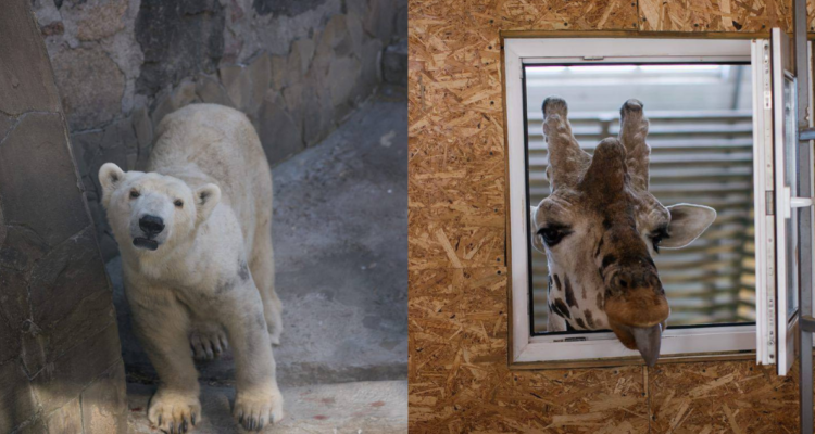 Zoológico en Ucrania