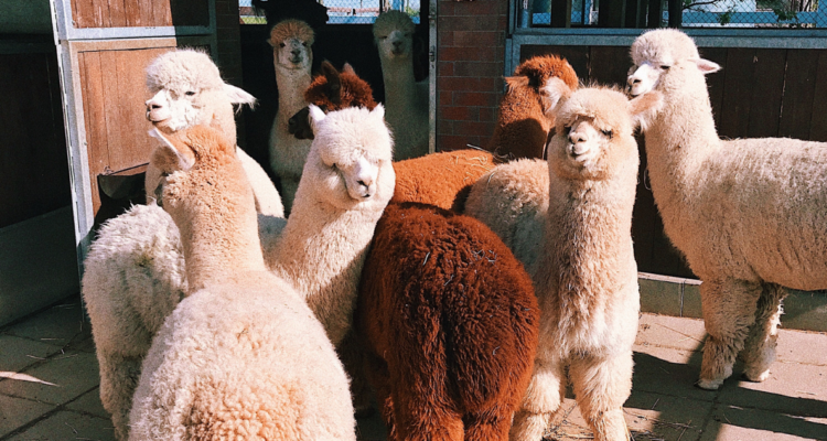 Anticuerpos de alpacas para neutralizar el covid: fechas de ensayos UACh dependen de financiamiento
