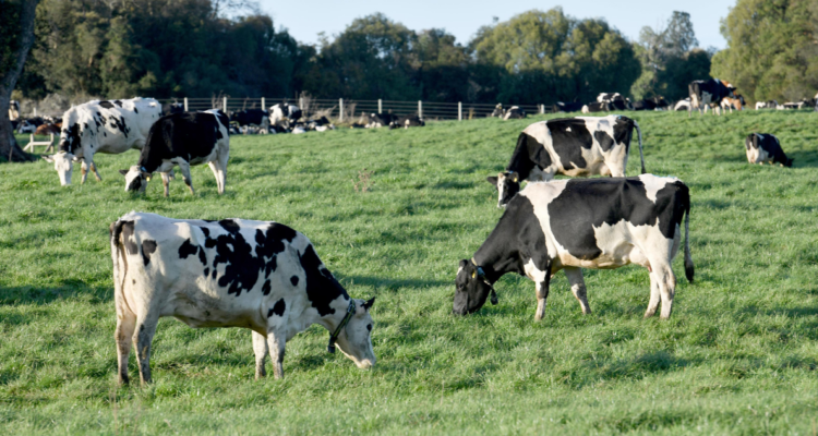 Encarecimiento del fertilizante serían los causantes de la baja en la producción láctea
