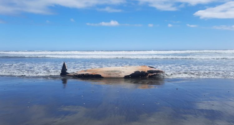 Ballena de Bryde vara muerta en Quintero