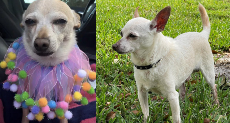 chihuahua-mas-longevo-del-mundo-record-guinness