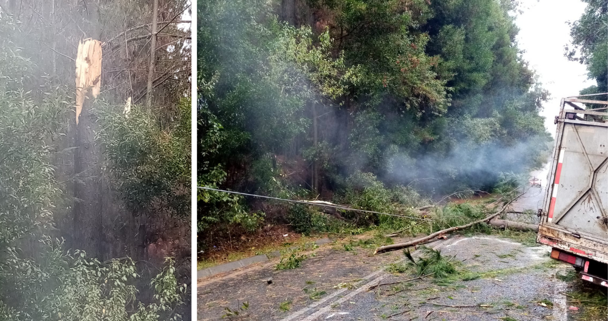 Conductor muere calcinado en Victoria: árbol cayó y derribó tendido eléctrico sobre su camión