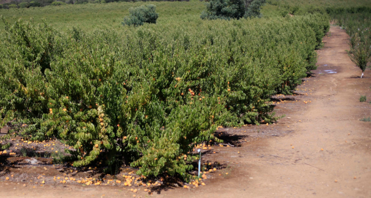 crisis climática en el agro