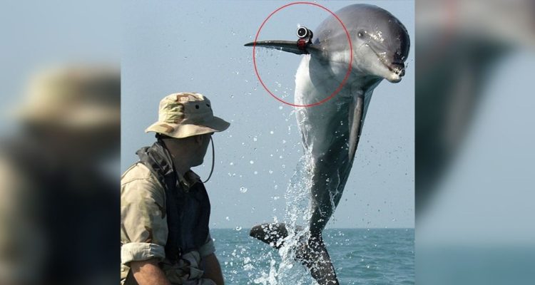 Delfines militares rusos