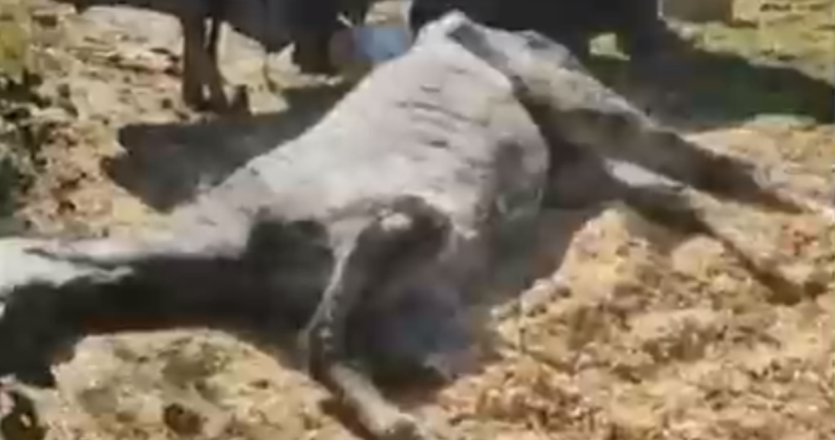 denuncia por maltrato animal