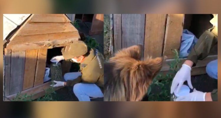 Había droga escondida hasta en la casa del perro: Capturan a un clan familiar en Los Ángeles