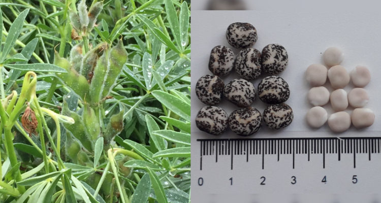 nueva genética de lupino