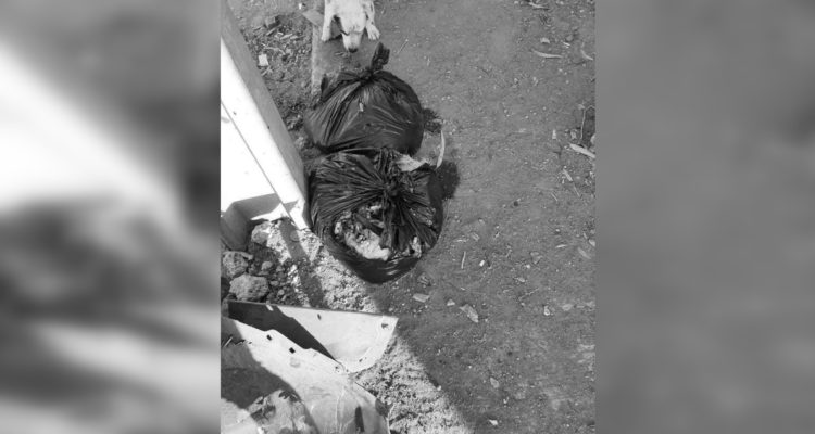 Faenamiento de mascotas