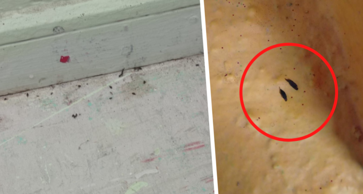 ecas de ratón mantienen cerrado por tercera semana a jardín infantil de Puerto Montt