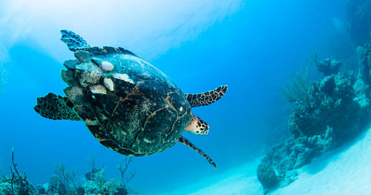 tortuga-carey