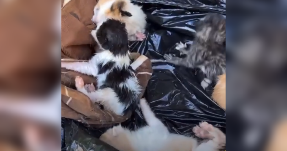 recolectores pequeños gatos basura
