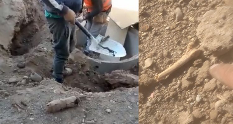 Huesos de animales en Estadio Nacional