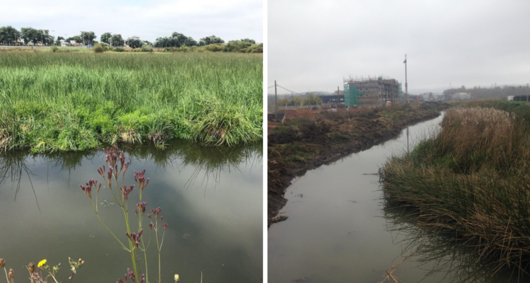 Inmobiliaria busca construir 10 edificios en humedal Paicaví de Concepción: ambientalistas en alerta