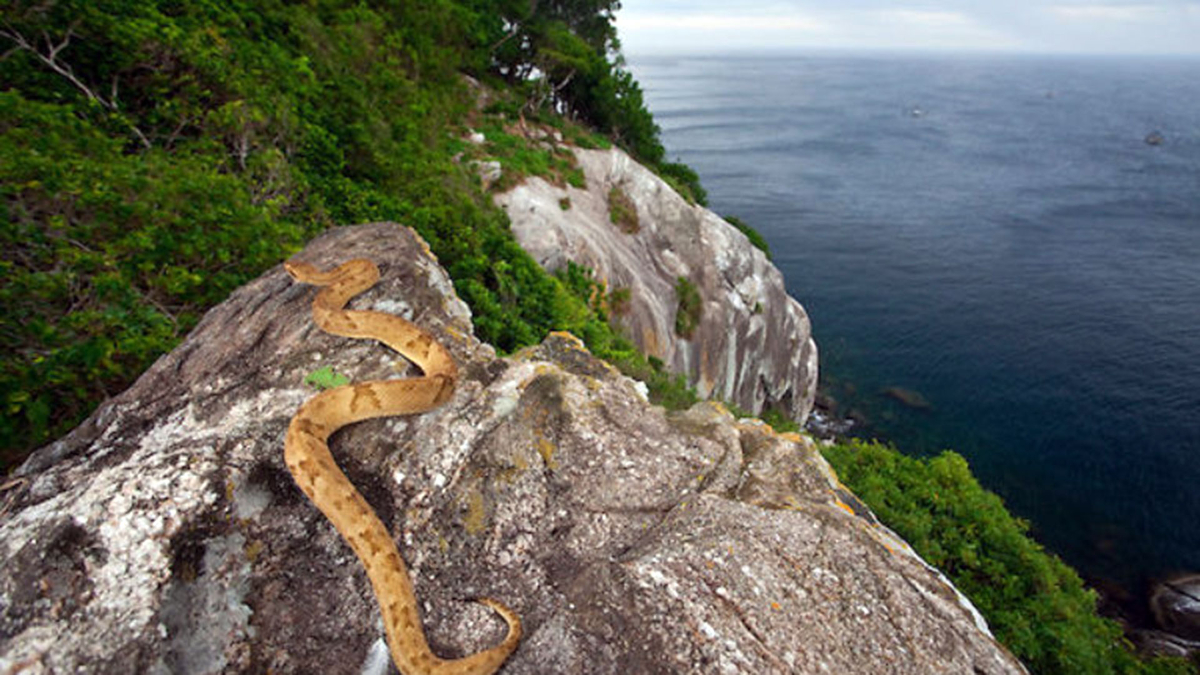 Un lugar prohibido para visitantes es la Isla de Cobras en Sao Paulo, Brasil.