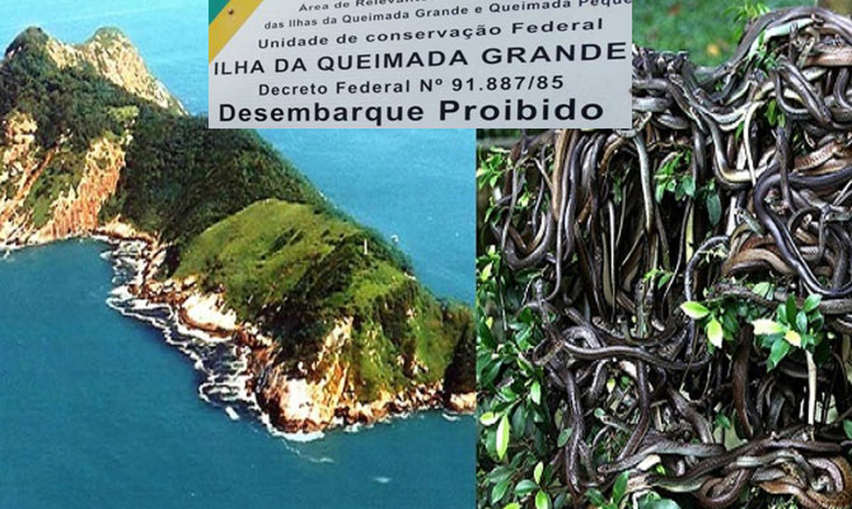 Isla de cobras en Sao Paulo prohibe la entrada a visitantes.