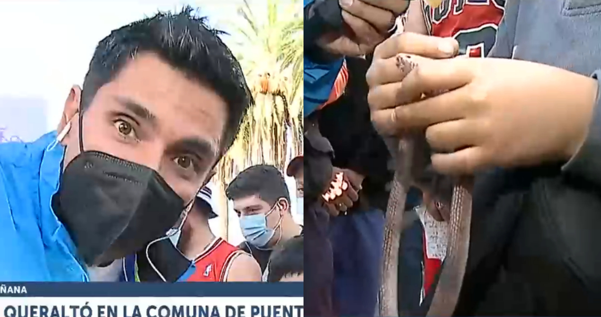 El periodista Juan Pablo Queraltó hablando a la cámara. A su lado, el niño manipulando a la serpiente falsa.