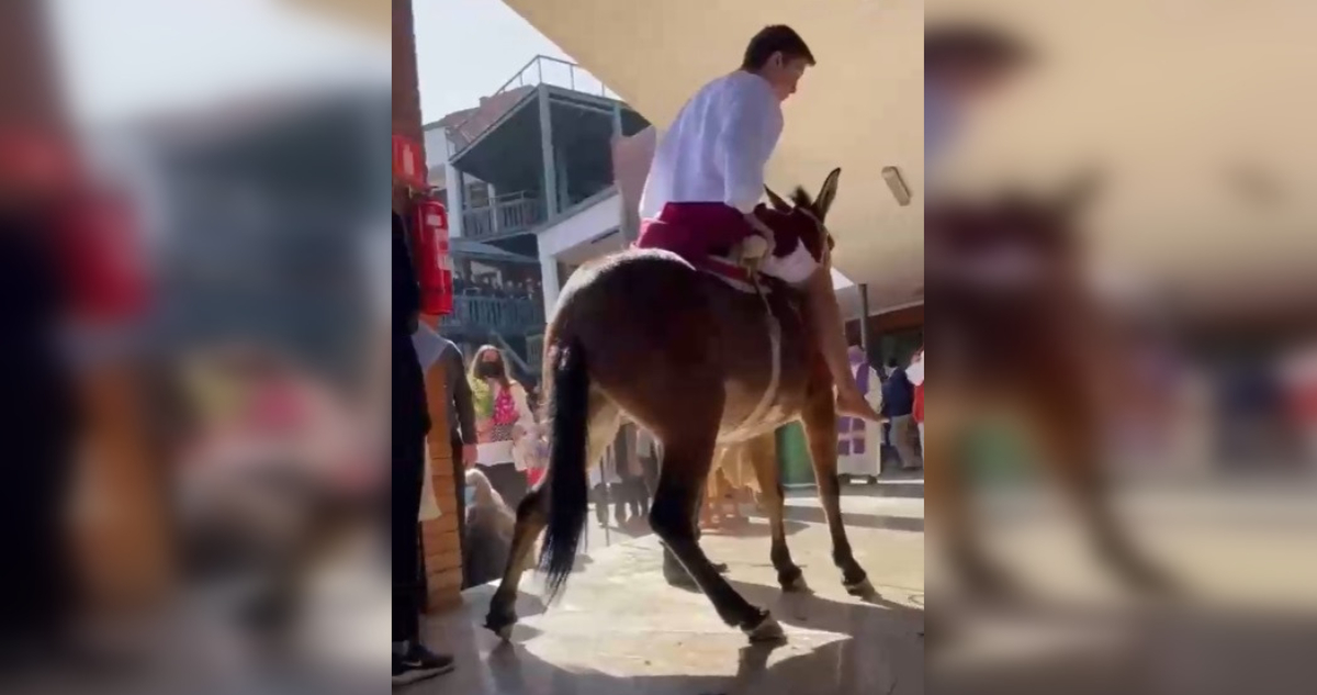 Maltrato animal en Vitacura fundación animalista confirma querella contra todos los responsables