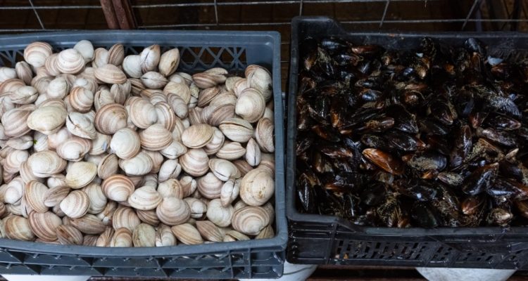 Marea roja: Autoridad Sanitaria inicia fiscalizaciones a puntos de ventas de mariscos en Chiloé