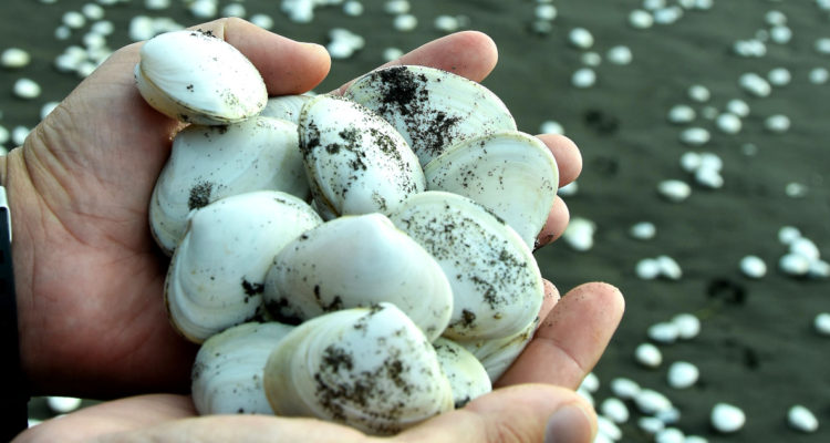 Niño de 3 años muere tras consumir mariscos con marea roja en Calbuco