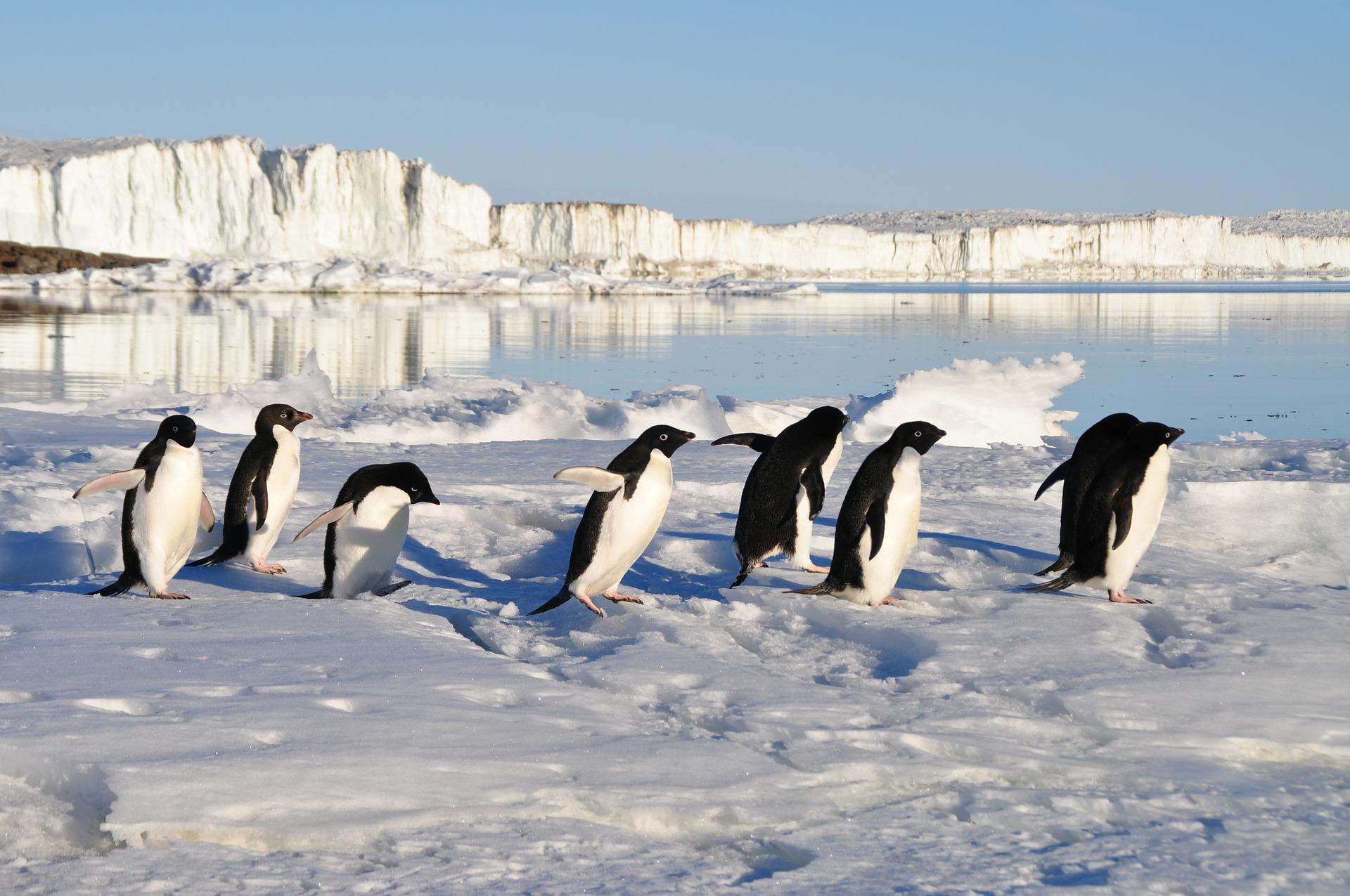 ONG paga por contar pingüinos