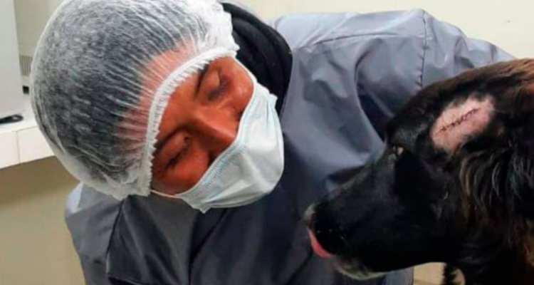 Perro salva a su dueña