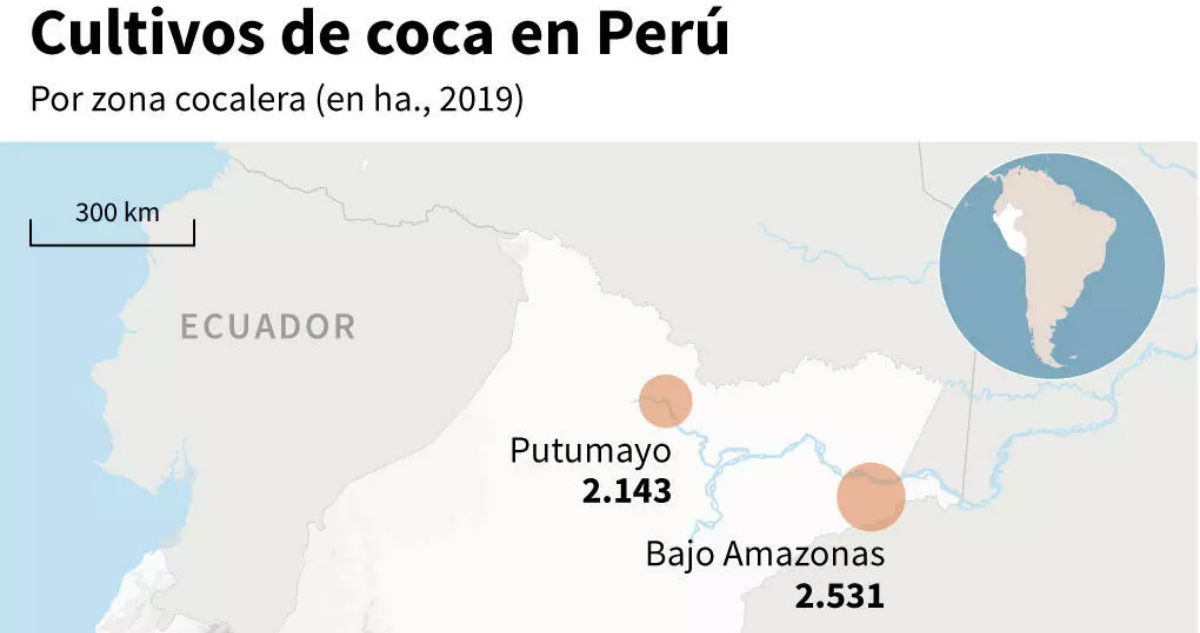 Perú: gobierno planea comprar cosecha nacional de hojas de coca como parte de política antidroga