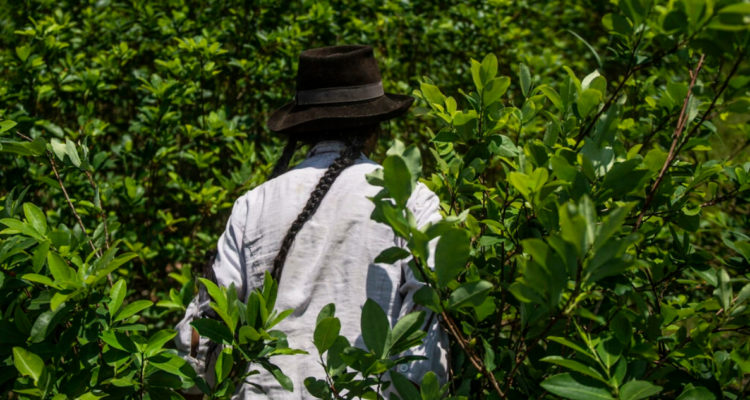 Perú: gobierno planea comprar cosecha nacional de hojas de coca como parte de política antidroga