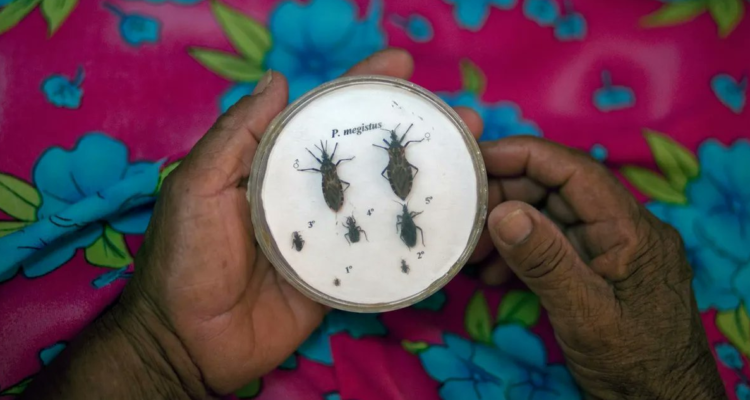 chagas-embarazo
