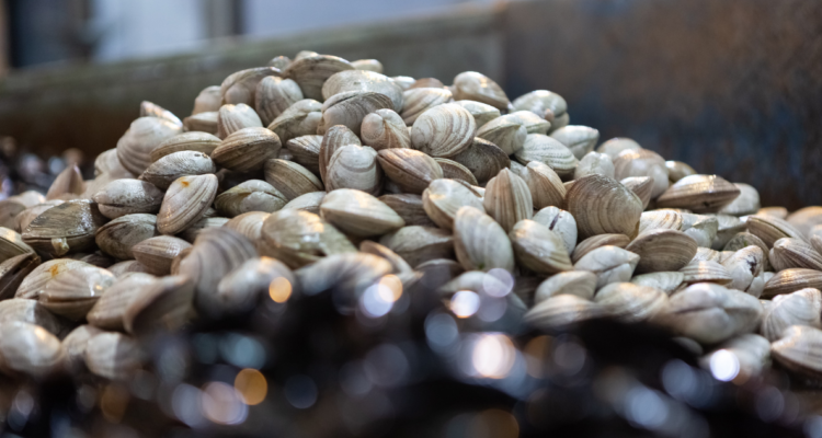 Proyecto busca aumentar penas a comercio, distribución y transporte de productos de mar contaminados