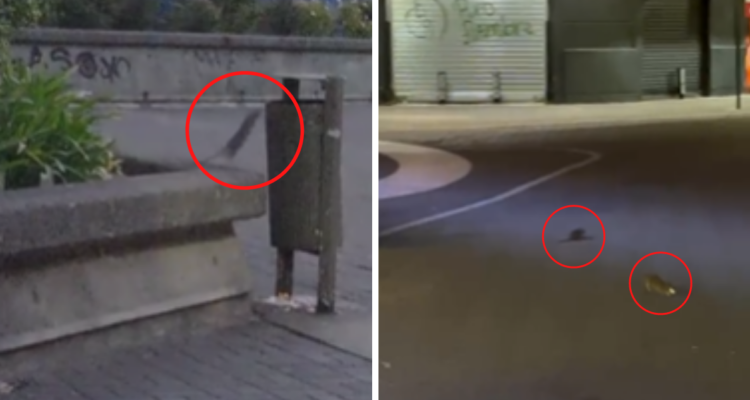 Como Pedro por su casa: videos captan a ratones paseando libremente por el centro de Concepción
