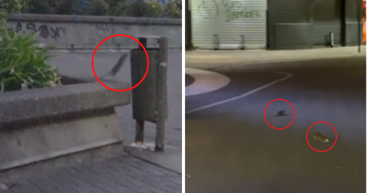 Como Pedro por su casa: videos captan a ratones paseando libremente por el centro de Concepción