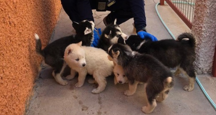 rescatan 12 cachorros siberianos