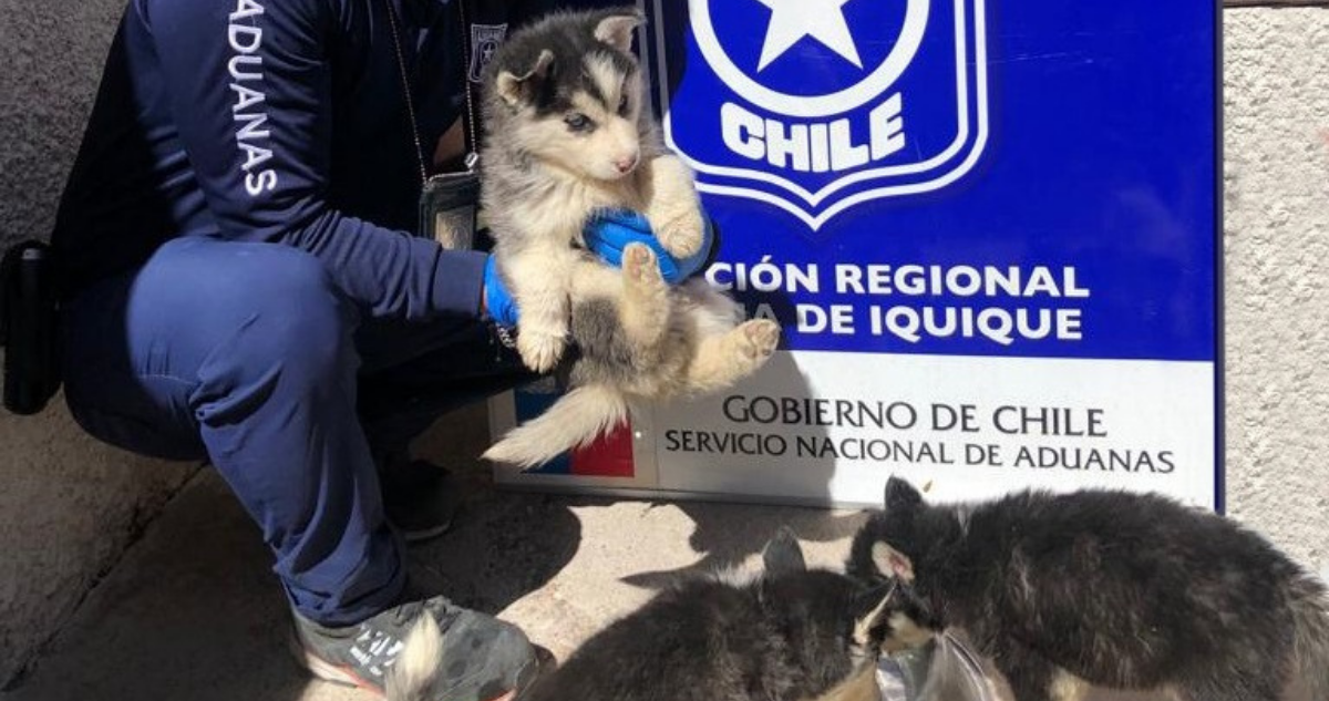 rescatan 12 cachorros siberianos