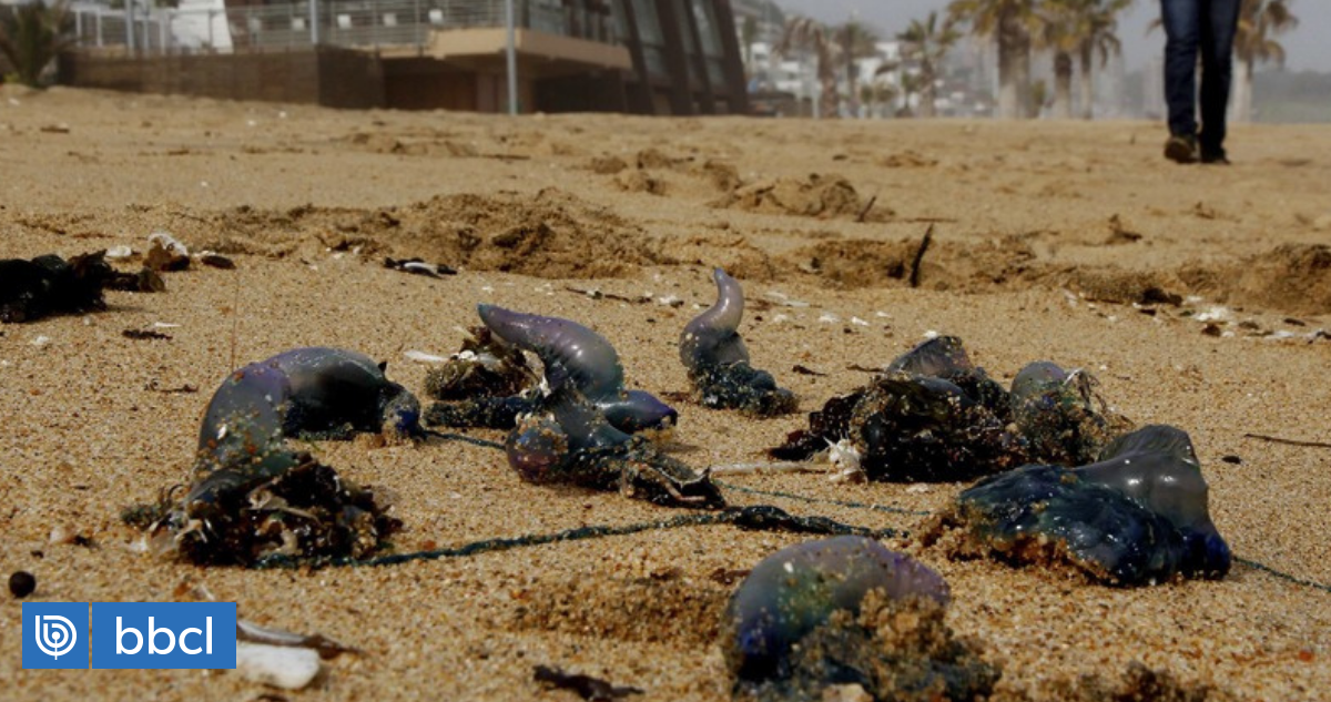 Banhos proibidos em 5 setores da praia de Reñaca devido à presença de uma fragata portuguesa |  Nacional