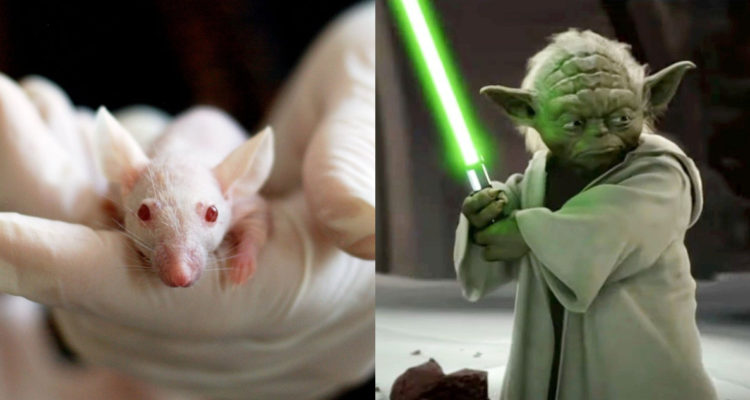 Ratón; Yoda