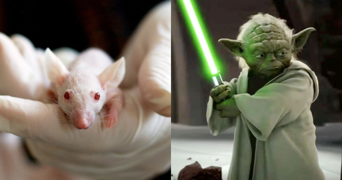 Ratón; Yoda