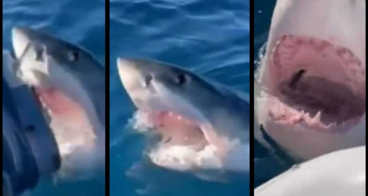 Tiburón en Australia