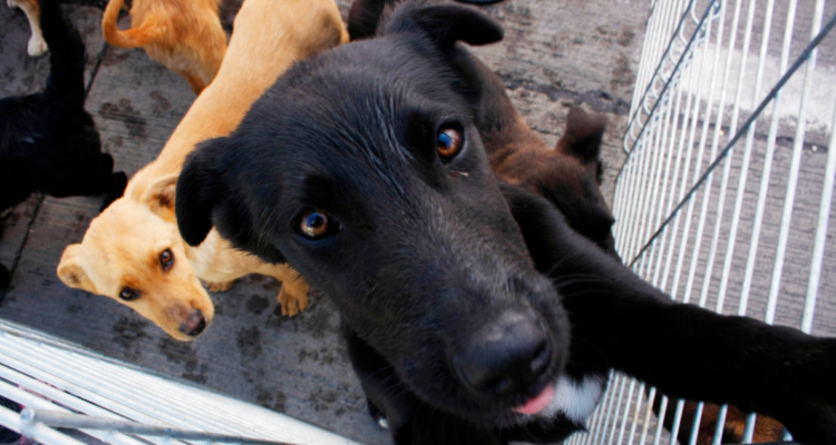 adopción de perros