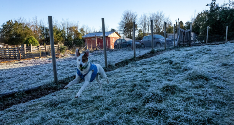 Activan Alerta Temprana Preventiva en La Araucanía: temperaturas llegarían a 11 grados bajo cero