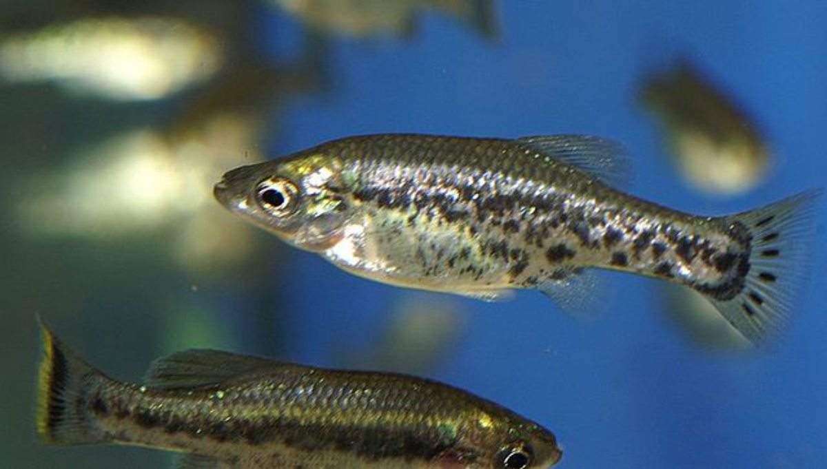El pez Ameca Splendens como una de las especies de mayor peligro. Es un pequeño pez de color gris.