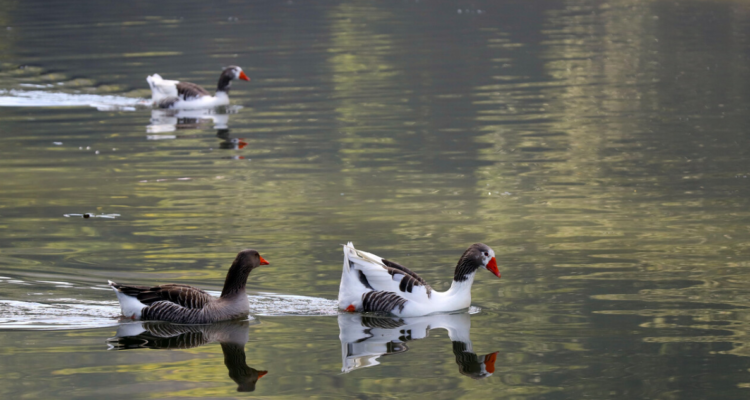 Estudio de la Universidad Los Lagos detecta amenazas al ecosistema en Laguna Trinidad en Osorno