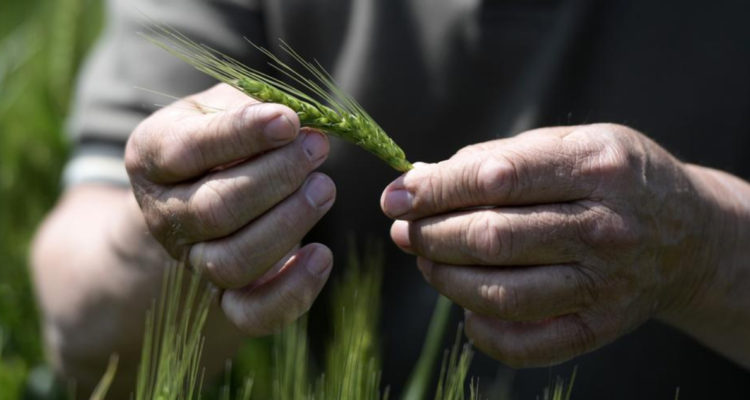 América Latina la aguda crisis de Ucrania amenaza al sector agrícola del granero del mundo