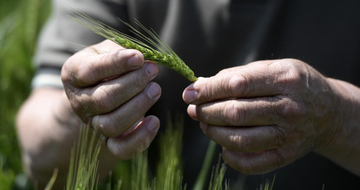 América Latina la aguda crisis de Ucrania amenaza al sector agrícola del granero del mundo