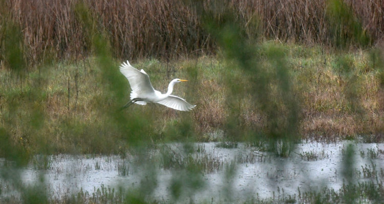 Foto contexto proyecto Día Nacional de los Humedales