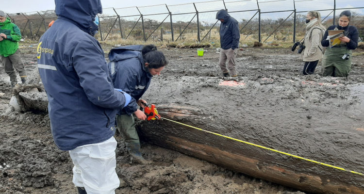 Ballena varada en Puerto Natales
