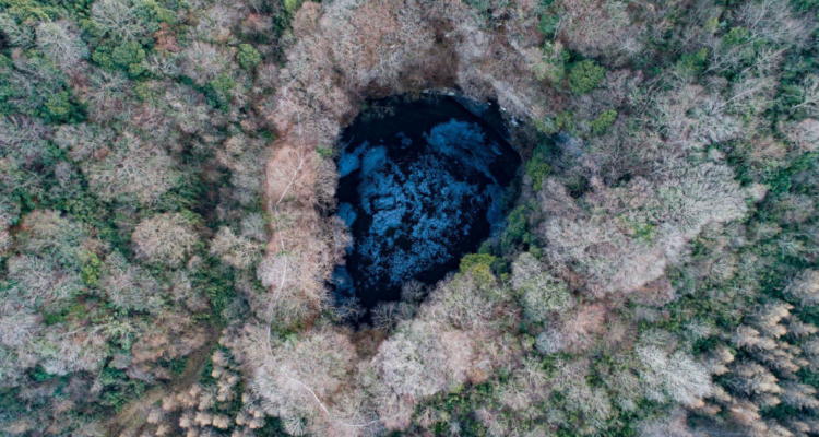 Bosque descubierto en China