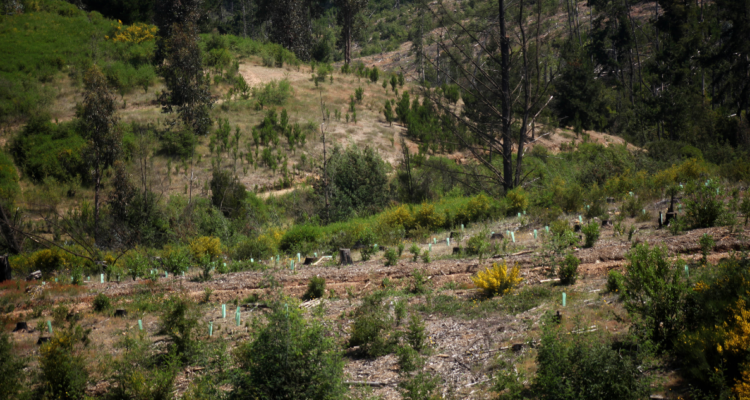 Conaf presenta más de 200 denuncias por tala ilegal de bosque nativo en Chiloé