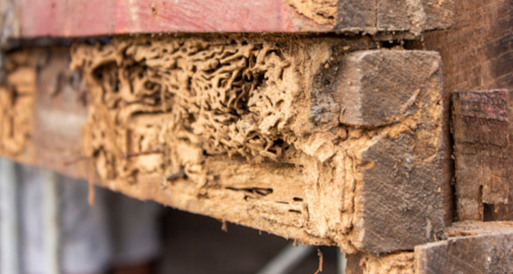 Municipio de Nacimiento busca controlar plagas de termitas subterráneas